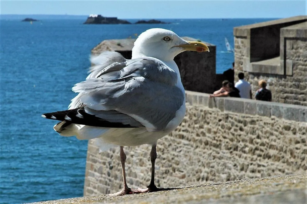 Les Grands Pins - Plage Du Val A 80 M - St Malo Rotheneuf Saint-Malo